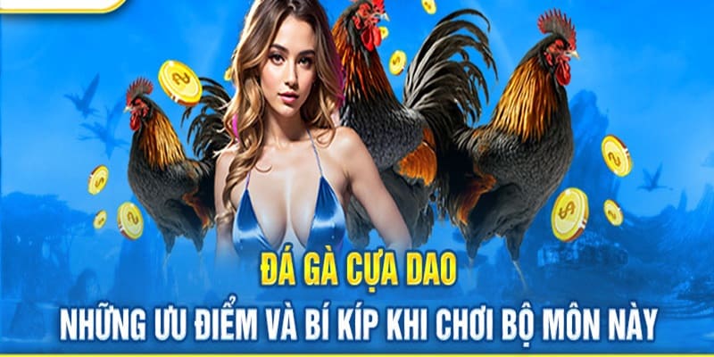 Lý do nên tham gia giải trí hình thức chọi gà cựa dao