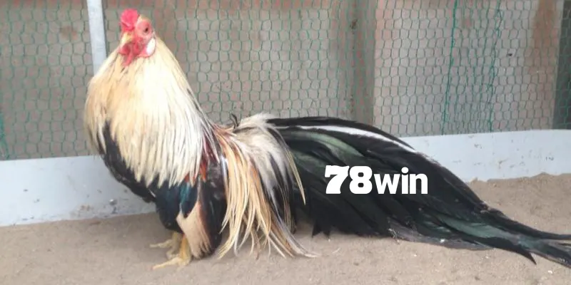 Hiểu đa dạng loại kê chuối để chọn lựa hiệu quả